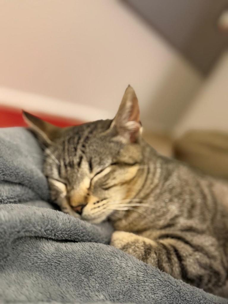 Misty, gata de porte pequeno para adoção em Curitiba - PR — foto 4 de 5
