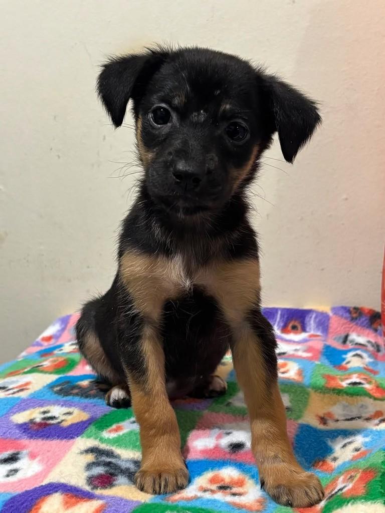 Lia, cadela de porte grande para adoção em Curitiba - PR — foto 3 de 5
