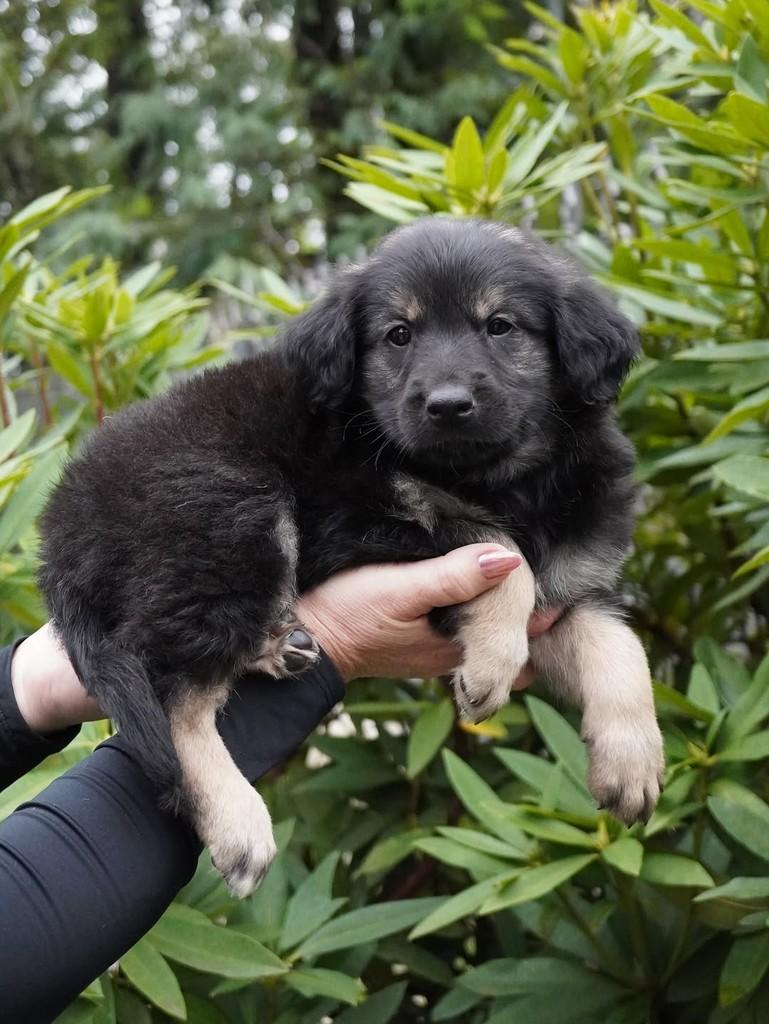 Augusto, cachorro de porte grande para adoção em Curitiba - PR