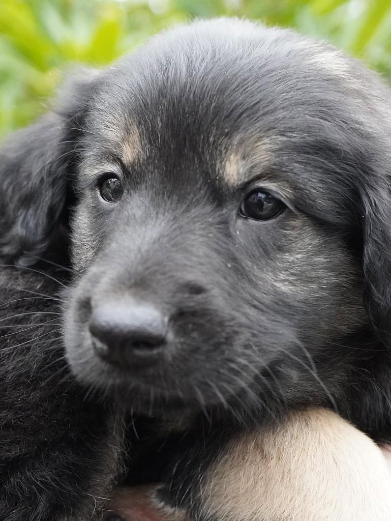 Augusto, cachorro de porte grande para adoção em Curitiba - PR — foto 2 de 5