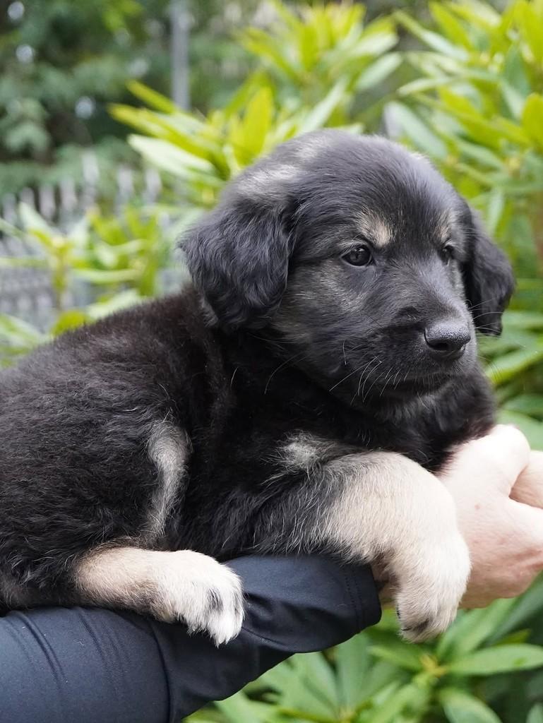 Augusto, cachorro de porte grande para adoção em Curitiba - PR — foto 3 de 5