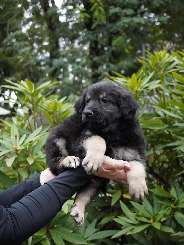 Augusto, cachorro de porte grande para adoção em Curitiba - PR — foto 4 de 5
