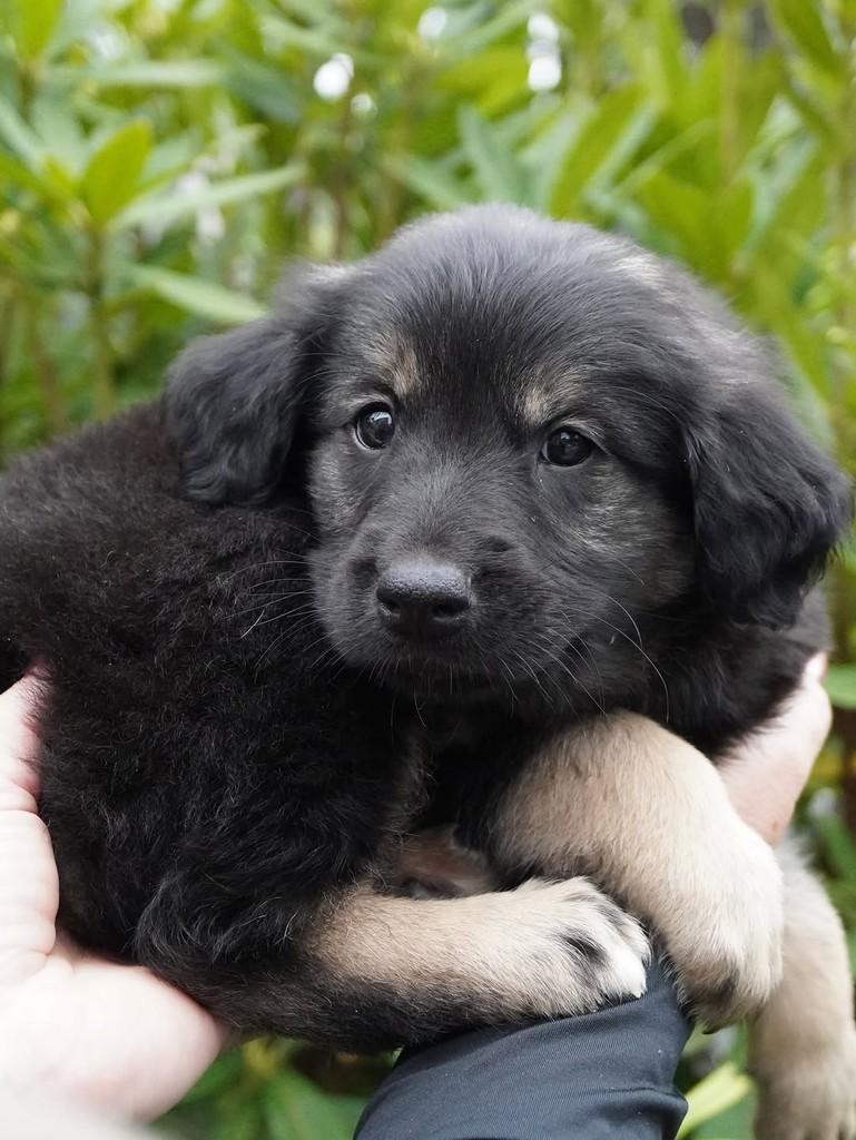 Augusto, cachorro de porte grande para adoção em Curitiba - PR — foto 5 de 5