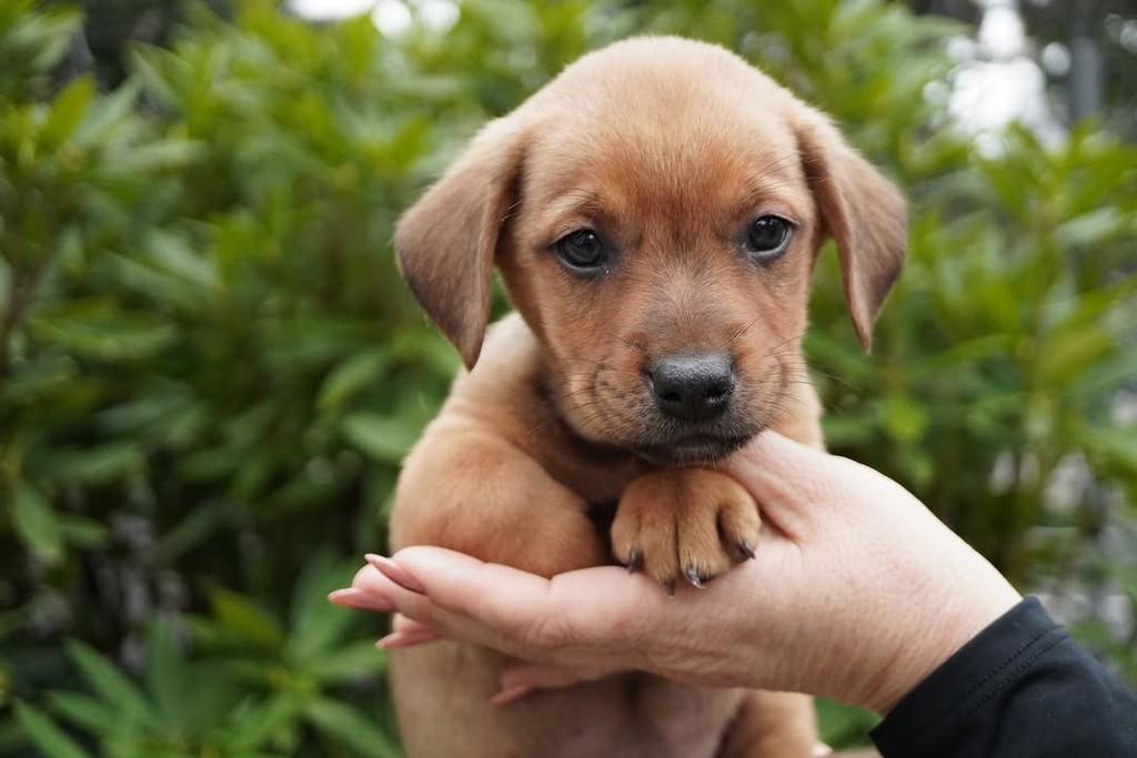 Alberto, cachorro de porte grande para adoção em Curitiba - PR