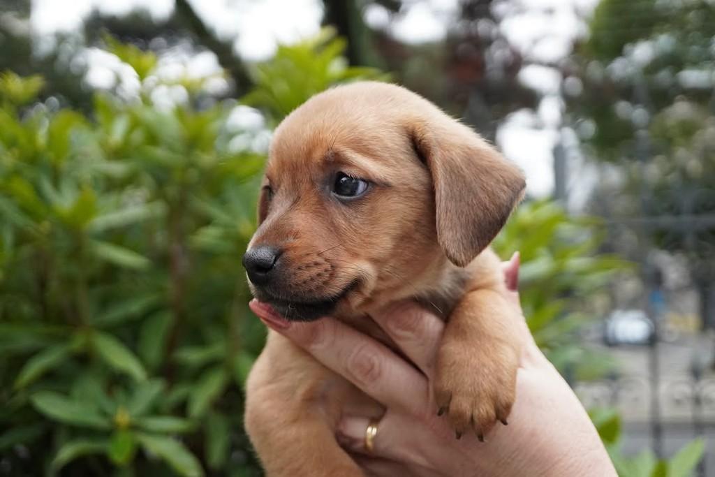 Alberto, cachorro de porte grande para adoção em Curitiba - PR — foto 2 de 5