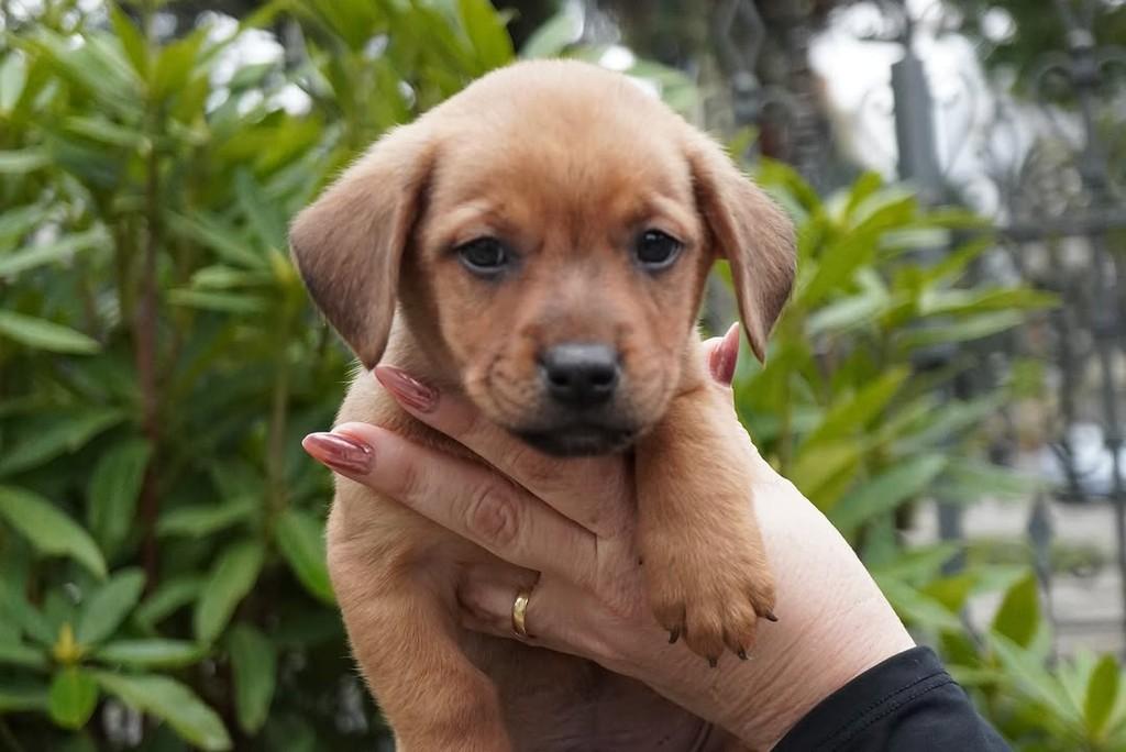 Alberto, cachorro de porte grande para adoção em Curitiba - PR — foto 3 de 5