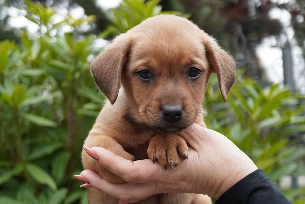 Alberto, cachorro de porte grande para adoção em Curitiba - PR — foto 4 de 5