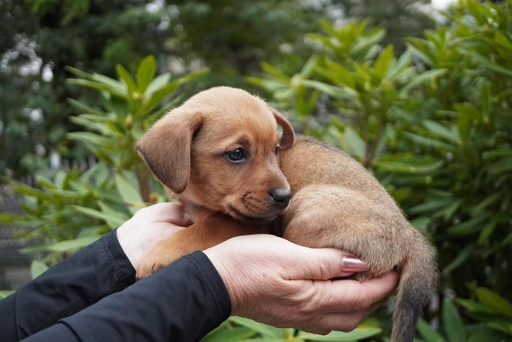 Alberto, cachorro de porte grande para adoção em Curitiba - PR — foto 5 de 5
