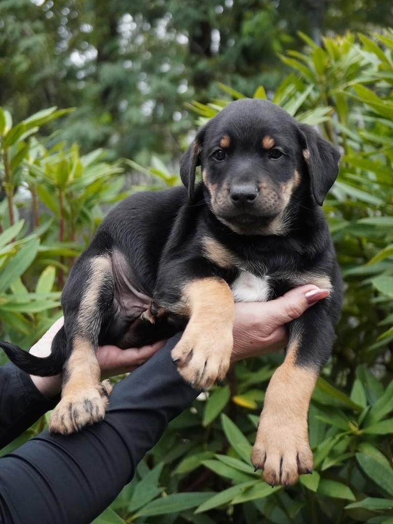 Alex, cachorro de porte grande para adoção em Curitiba - PR