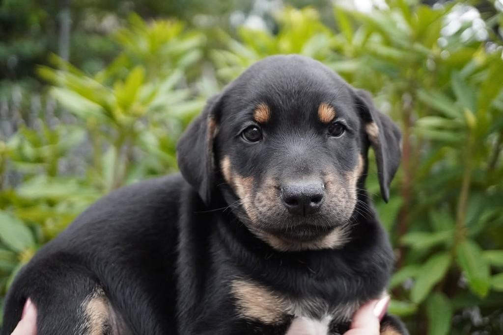 Alex, cachorro de porte grande para adoção em Curitiba - PR — foto 2 de 4