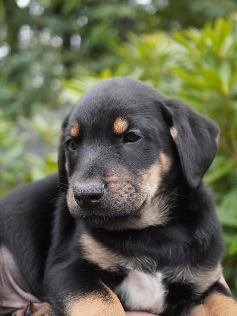 Alex, cachorro de porte grande para adoção em Curitiba - PR — foto 3 de 4
