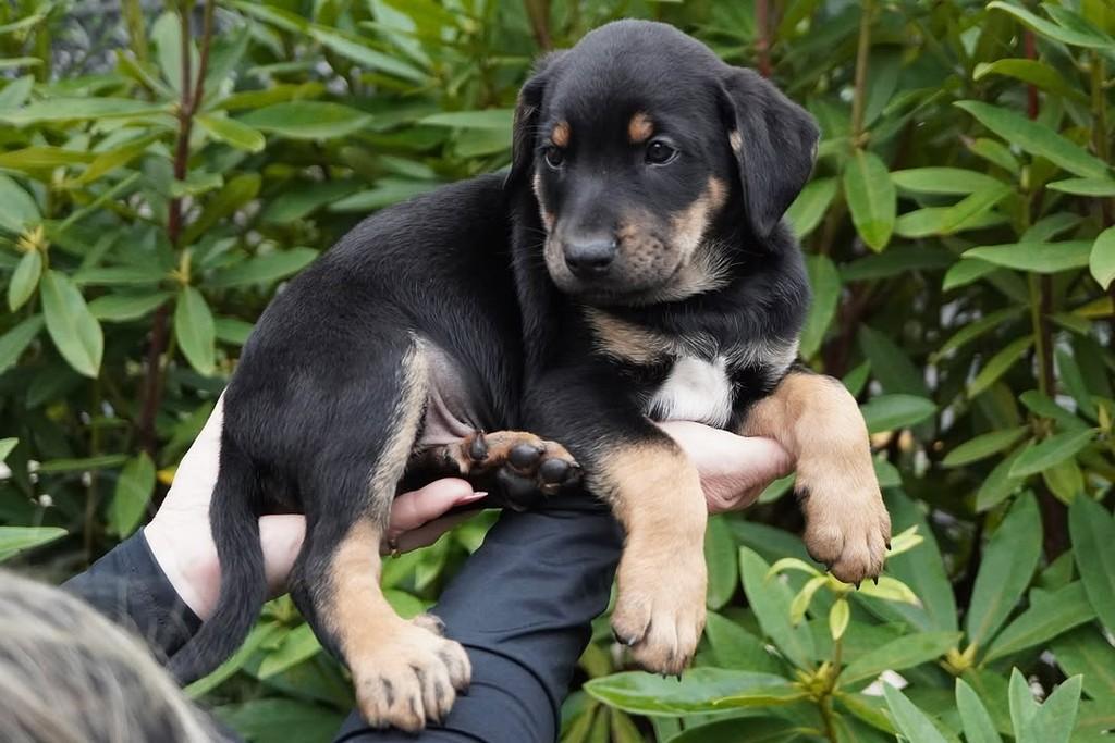 Alex, cachorro de porte grande para adoção em Curitiba - PR — foto 4 de 4