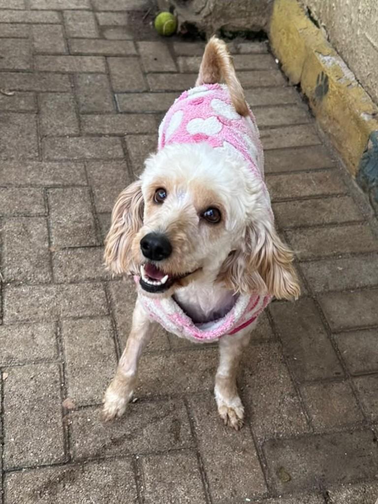 Cindy, cadela de porte médio para adoção em Curitiba - PR