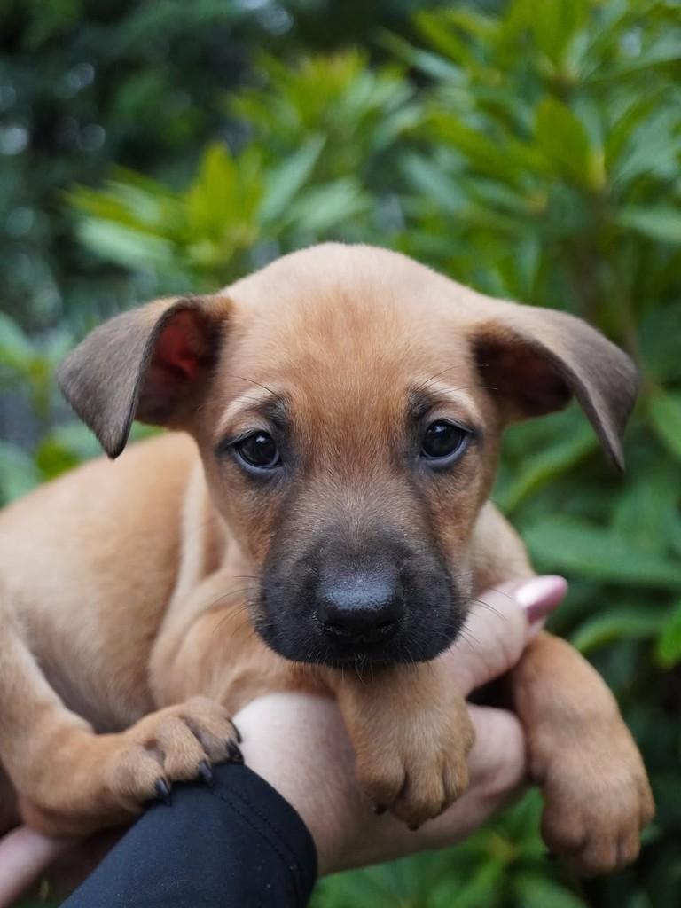 Aldo, cachorro de porte grande para adoção em Curitiba - PR