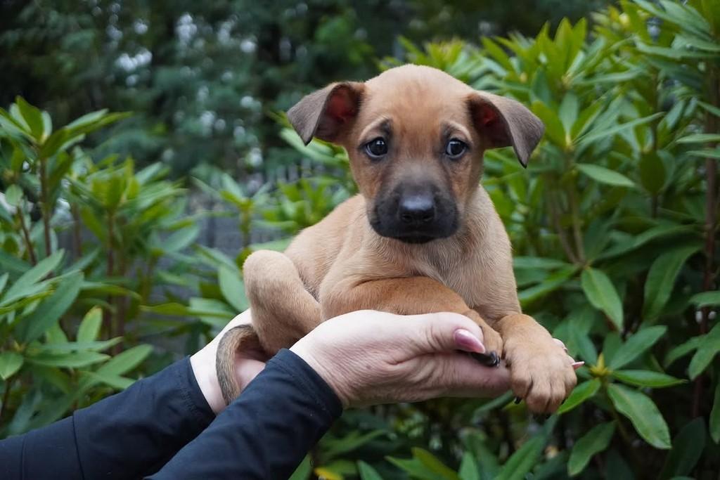 Aldo, cachorro de porte grande para adoção em Curitiba - PR — foto 2 de 5