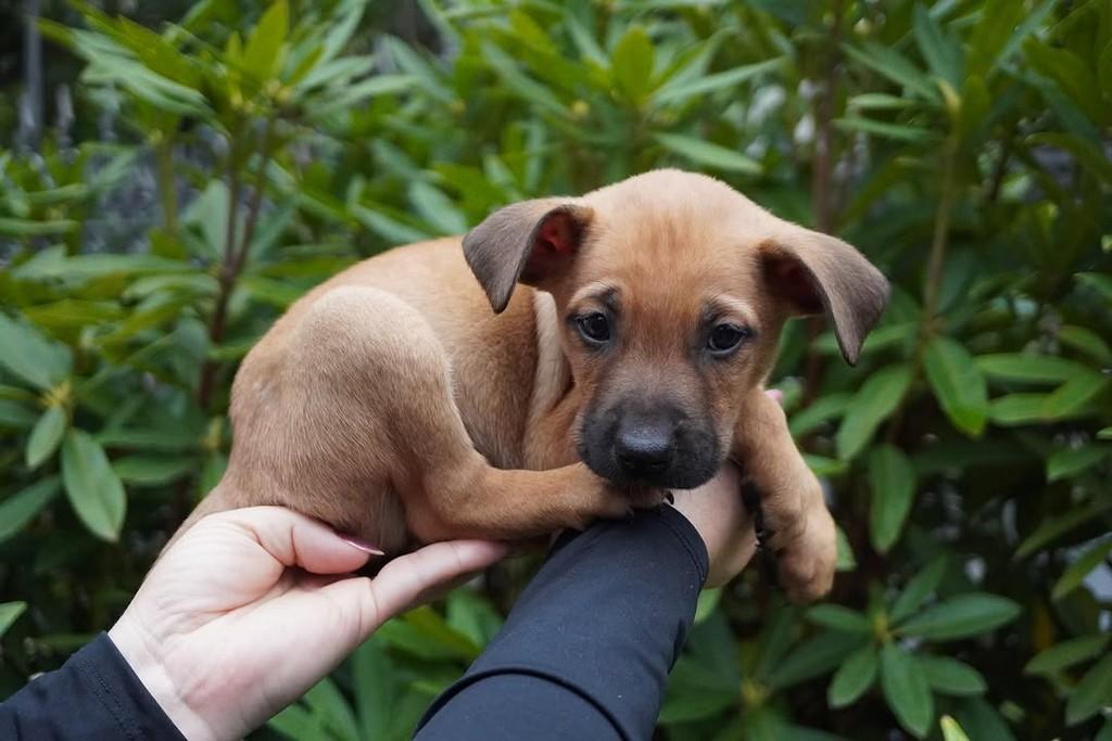 Aldo, cachorro de porte grande para adoção em Curitiba - PR — foto 3 de 5