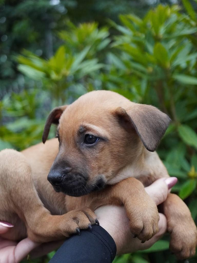 Aldo, cachorro de porte grande para adoção em Curitiba - PR — foto 4 de 5