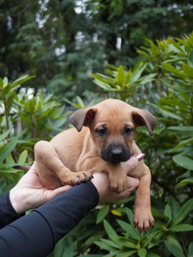 Aldo, cachorro de porte grande para adoção em Curitiba - PR — foto 5 de 5
