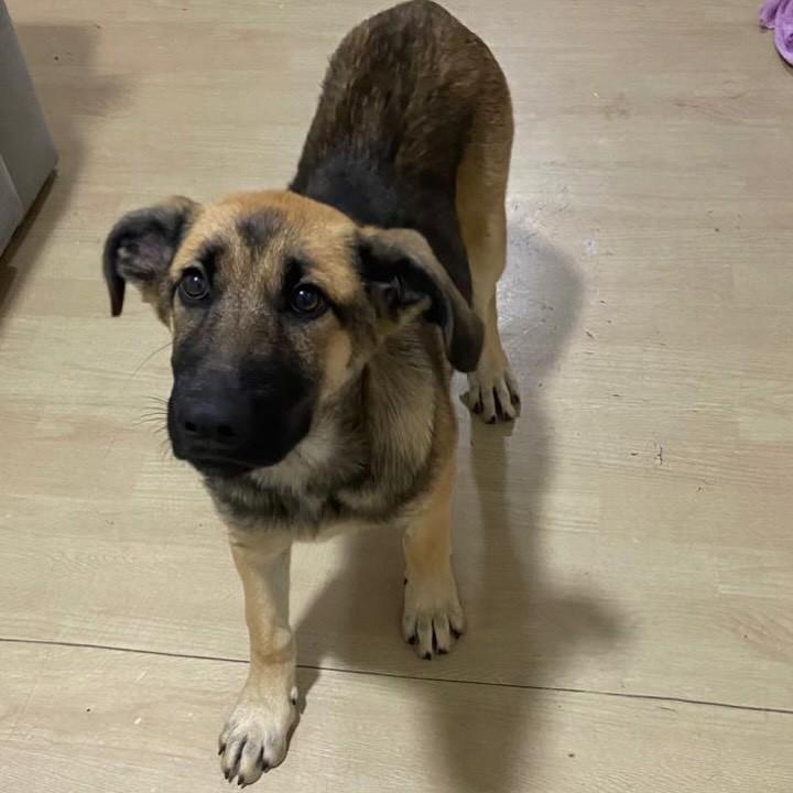 Princesa, cadela de porte grande para adoção em Curitiba - PR