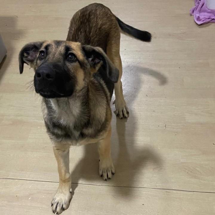 Princesa, cadela de porte grande para adoção em Curitiba - PR — foto 2 de 5