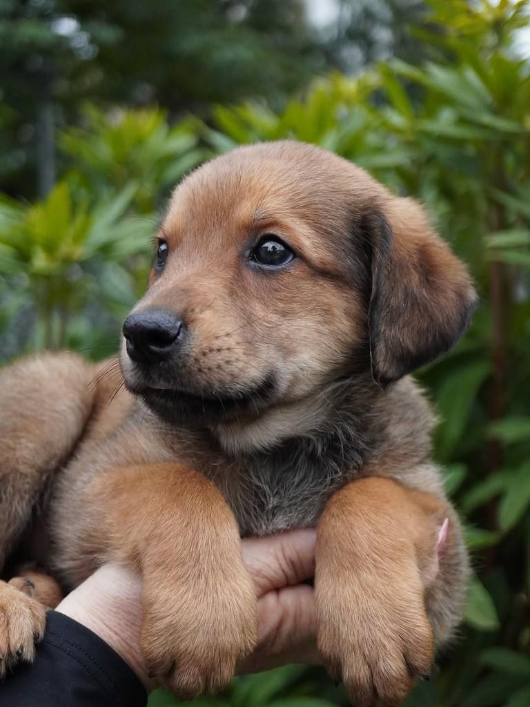Ângelo, cachorro de porte grande para adoção em Curitiba - PR
