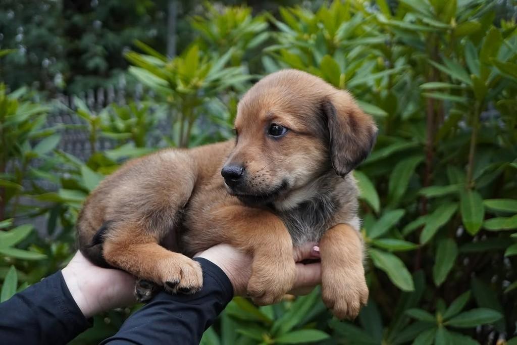 Ângelo, cachorro de porte grande para adoção em Curitiba - PR — foto 2 de 4