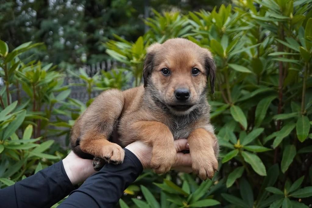 Ângelo, cachorro de porte grande para adoção em Curitiba - PR — foto 3 de 4