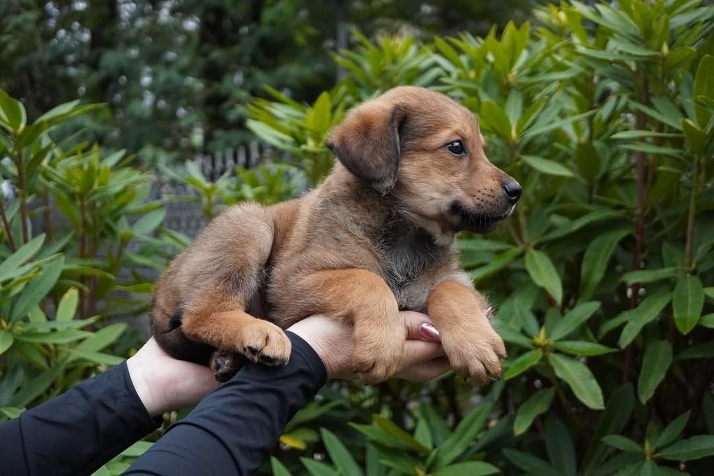 Ângelo, cachorro de porte grande para adoção em Curitiba - PR — foto 4 de 4
