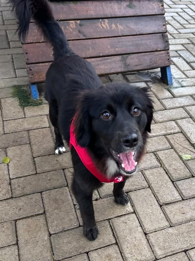 Meg, cadela de porte médio para adoção em Curitiba - PR