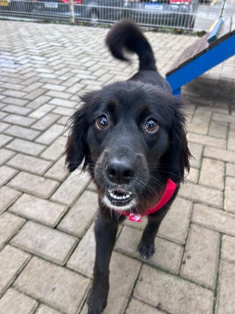 Meg, cadela de porte médio para adoção em Curitiba - PR — foto 4 de 7