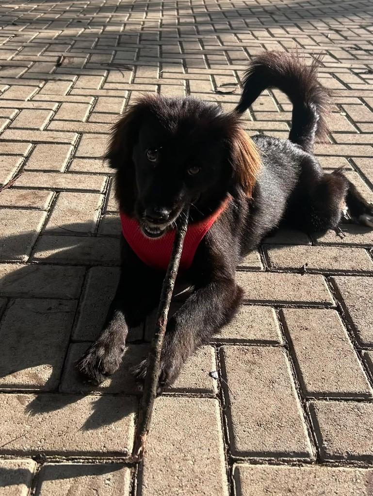 Meg, cadela de porte médio para adoção em Curitiba - PR — foto 5 de 7