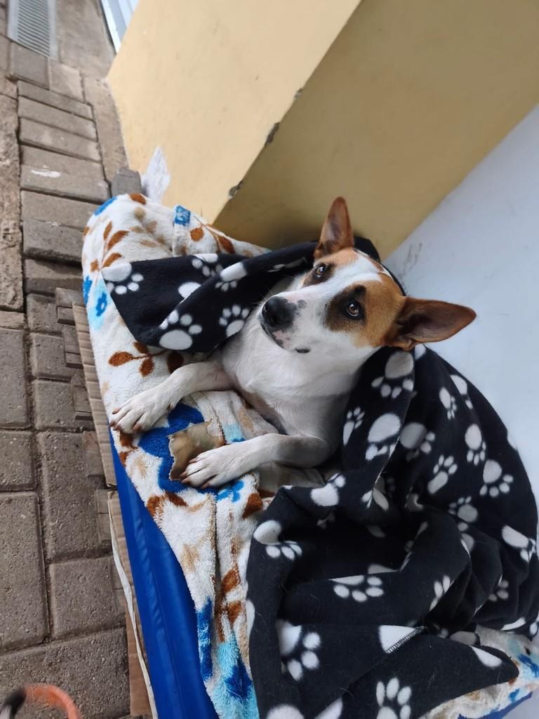 Augusta, cadela de porte grande para adoção em Curitiba - PR — foto 2 de 4