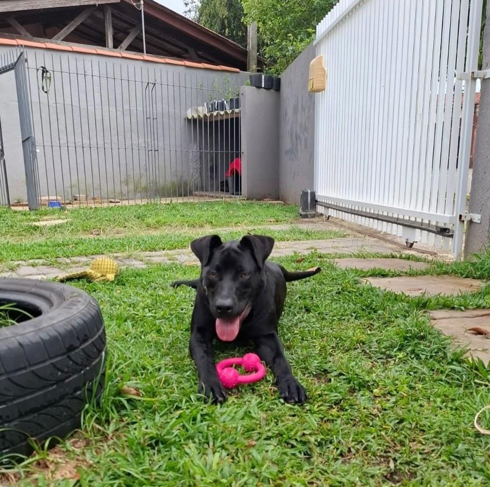 Belinha, cadela de porte médio para adoção em Curitiba - PR — foto 3 de 7