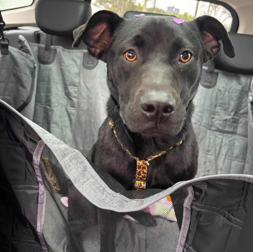 Belinha, cadela de porte médio para adoção em Curitiba - PR — foto 5 de 7
