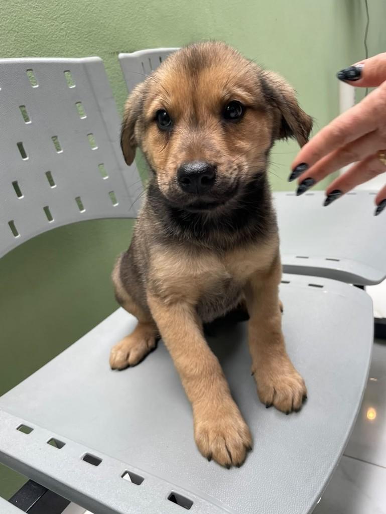 Andrey, cachorro de porte grande para adoção em Curitiba - PR