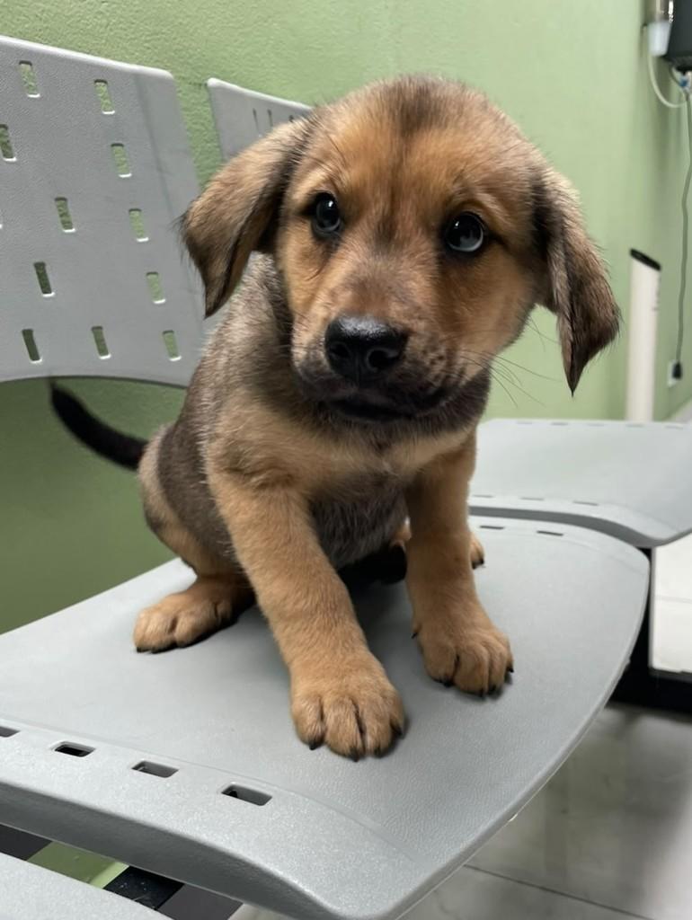 Andrey, cachorro de porte grande para adoção em Curitiba - PR — foto 2 de 5