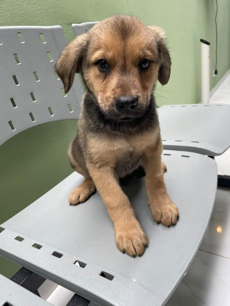 Andrey, cachorro de porte grande para adoção em Curitiba - PR — foto 3 de 5