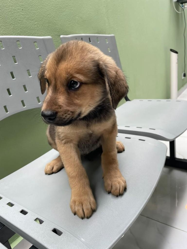Andrey, cachorro de porte grande para adoção em Curitiba - PR — foto 4 de 5