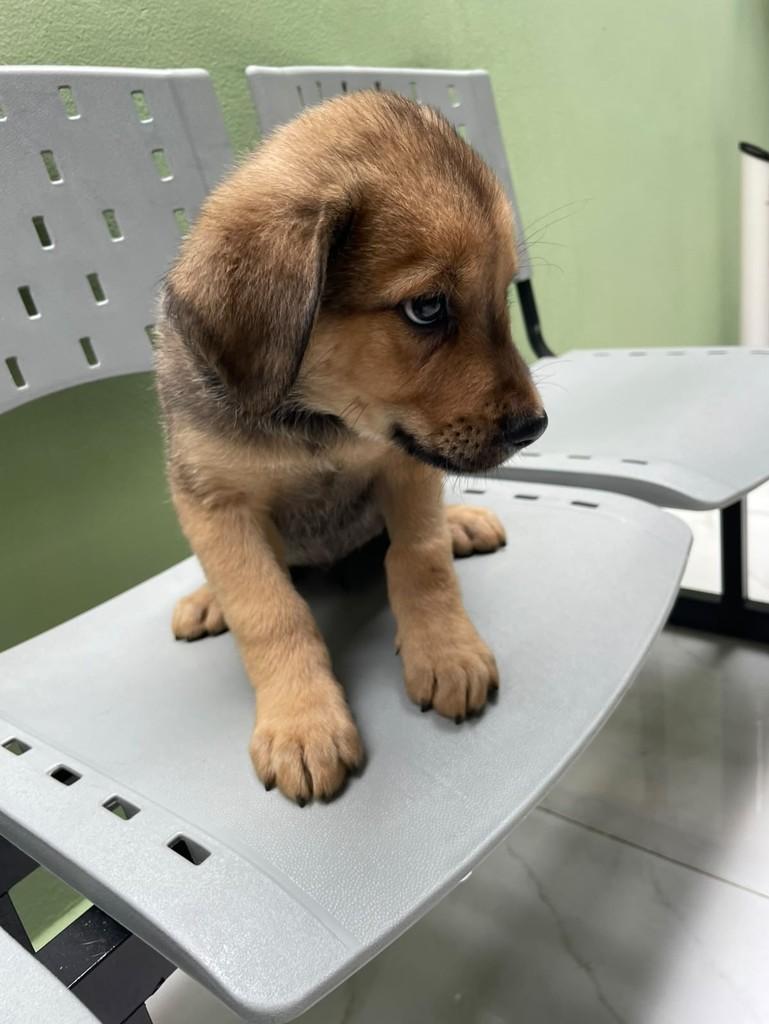 Andrey, cachorro de porte grande para adoção em Curitiba - PR — foto 5 de 5