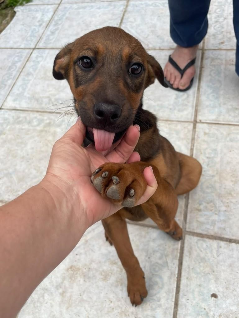 Pretinha, cadela de porte grande para adoção em Curitiba - PR