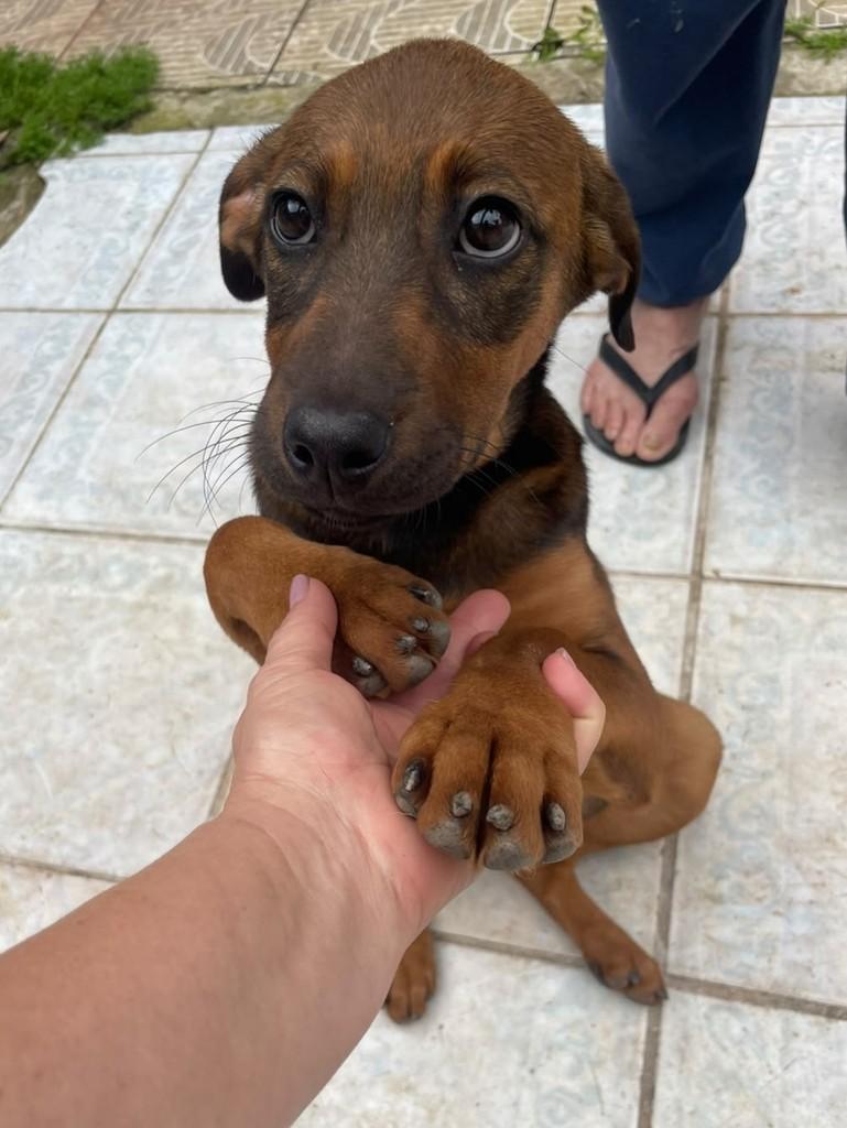 Pretinha, cadela de porte grande para adoção em Curitiba - PR — foto 2 de 5