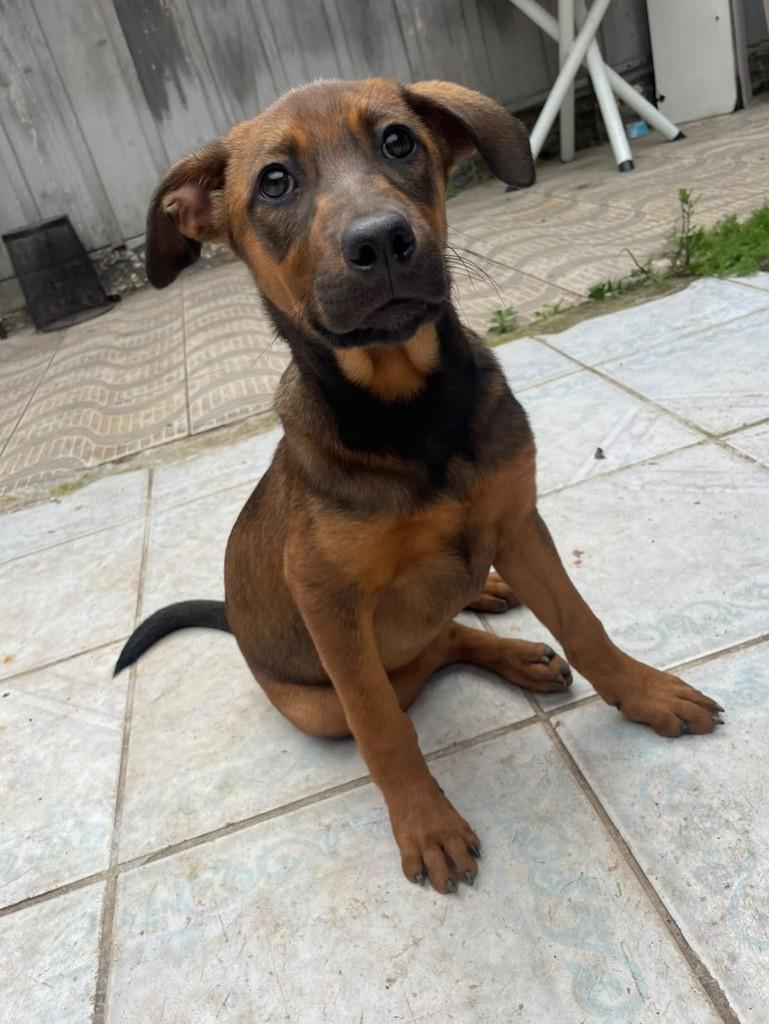 Pretinha, cadela de porte grande para adoção em Curitiba - PR — foto 3 de 5
