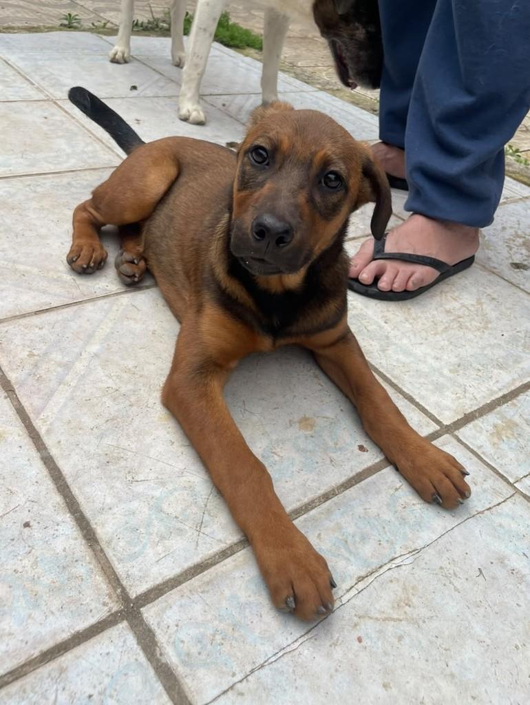 Pretinha, cadela de porte grande para adoção em Curitiba - PR — foto 4 de 5
