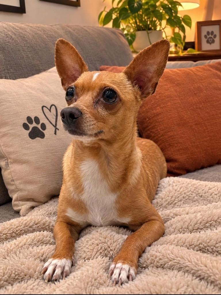 Zezinho, cachorro de porte pequeno para adoção em Curitiba - PR