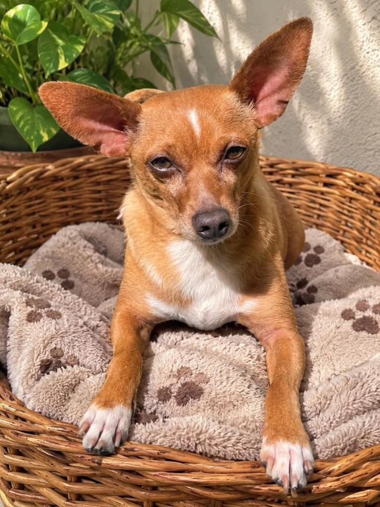 Zezinho, cachorro de porte pequeno para adoção em Curitiba - PR — foto 2 de 3