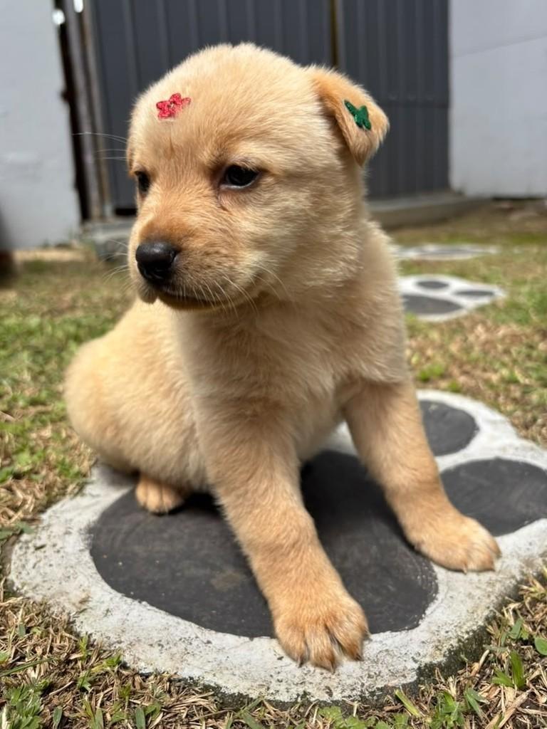 Neusa, cadela de porte grande para adoção em Curitiba - PR — foto 3 de 4