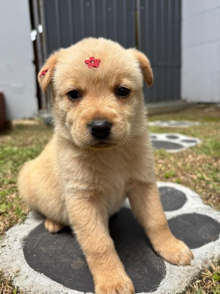 Neusa, cadela de porte grande para adoção em Curitiba - PR — foto 4 de 4