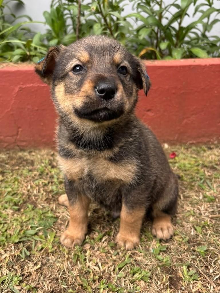 Arlindo, cachorro de porte grande para adoção em Curitiba - PR