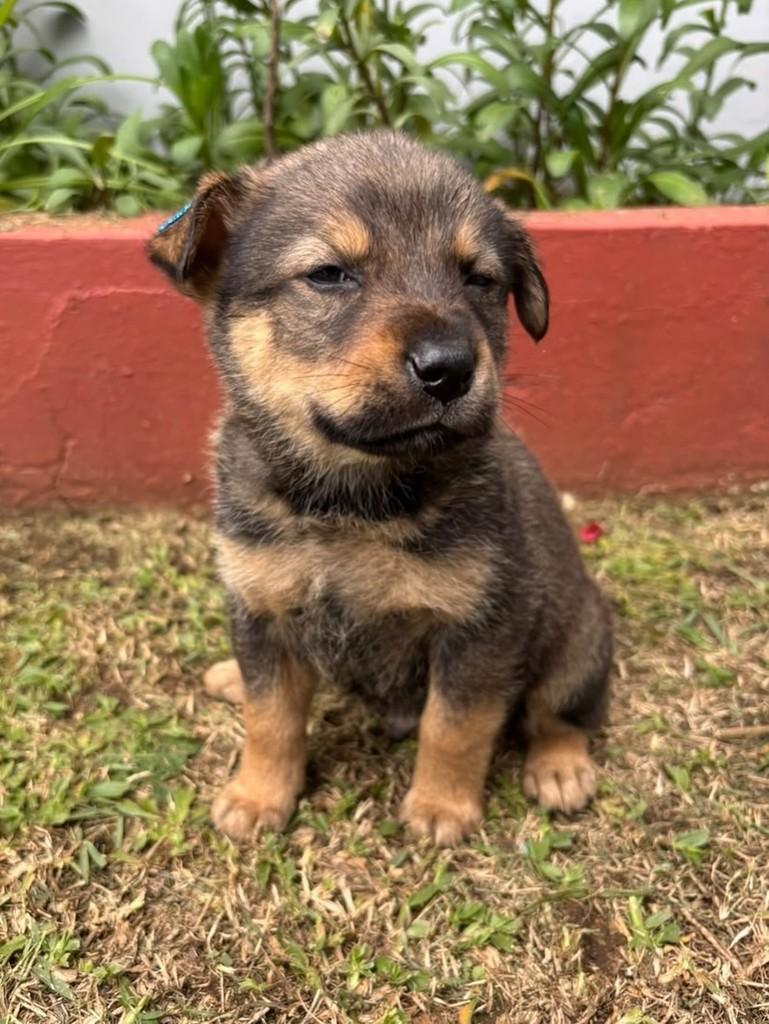 Arlindo, cachorro de porte grande para adoção em Curitiba - PR — foto 2 de 4