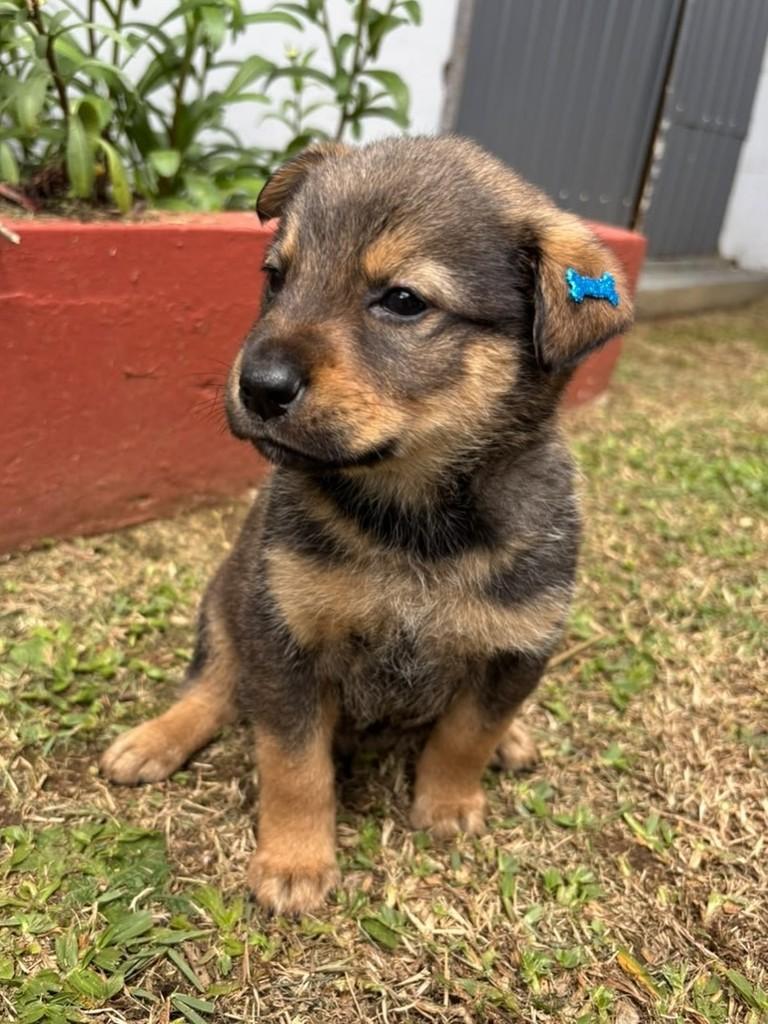 Arlindo, cachorro de porte grande para adoção em Curitiba - PR — foto 3 de 4